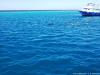 Delphin Tour 202